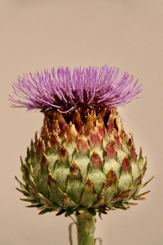 The Red Poppy is native to most all of Eurasia and North Africa.